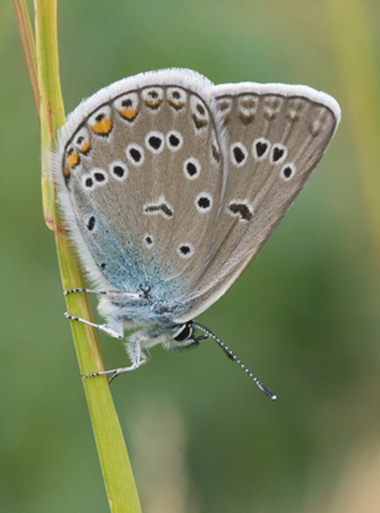 Polyommatus amandus